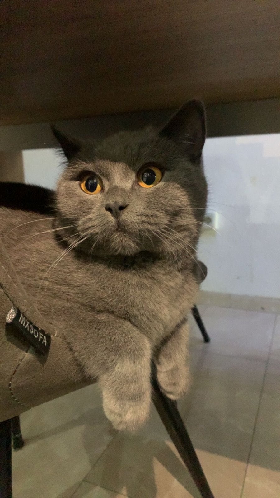 Britse korthaar poes 2jaar, Dieren en Toebehoren, Poes