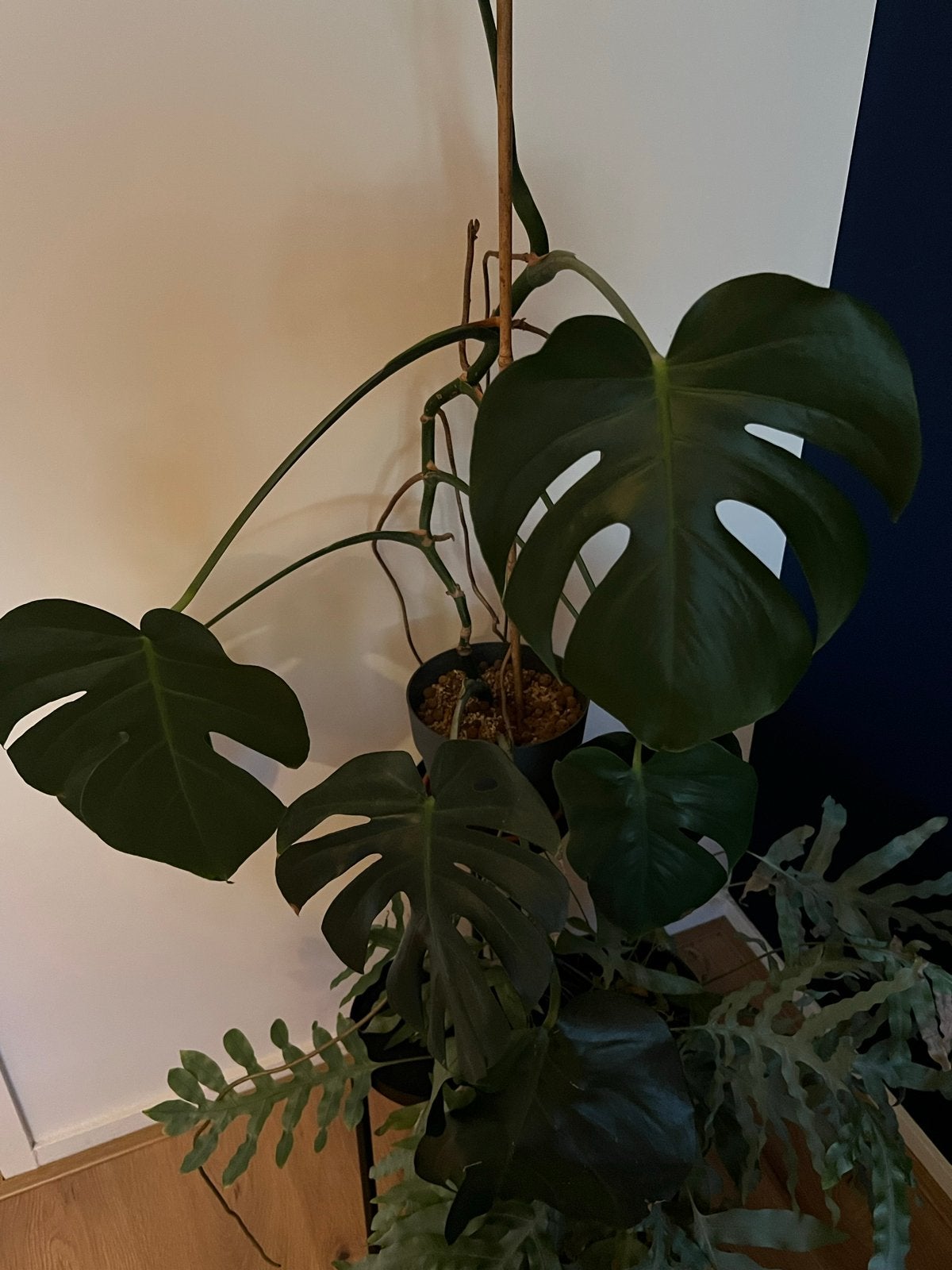 Monstera Deliciosa, Ophalen, 100 tot 150 cm, Overige soorten, Halfschaduw