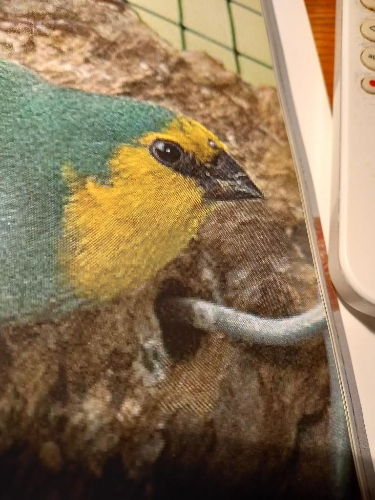 Gezocht Roodkop papagaai amandines geel masker, Meerdere dieren, Tropenvogel, Geringd