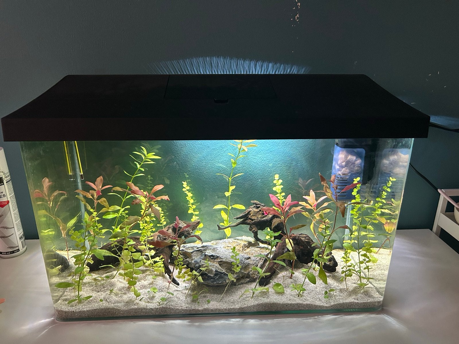 Aquarium 60L, Ophalen, Zo goed als nieuw, Gevuld zoetwateraquarium