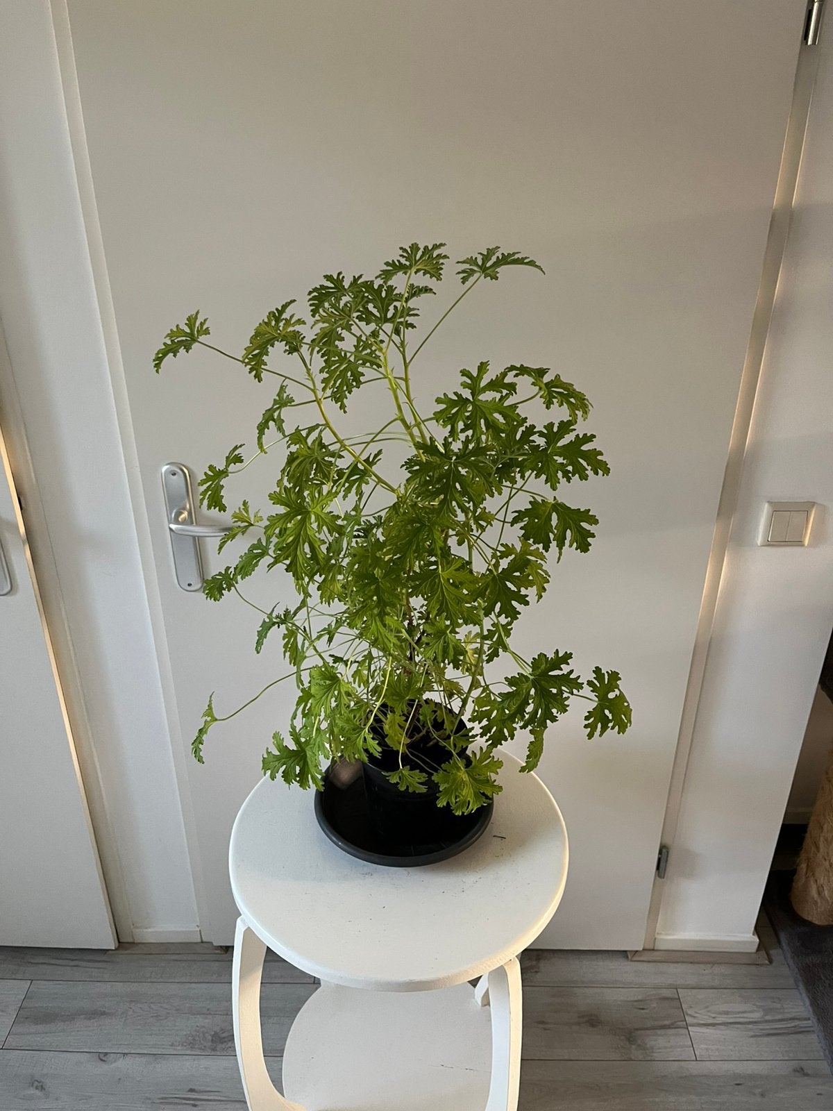 Citroen geranium kamerplant, Ophalen, Halfschaduw, Minder dan 100 cm