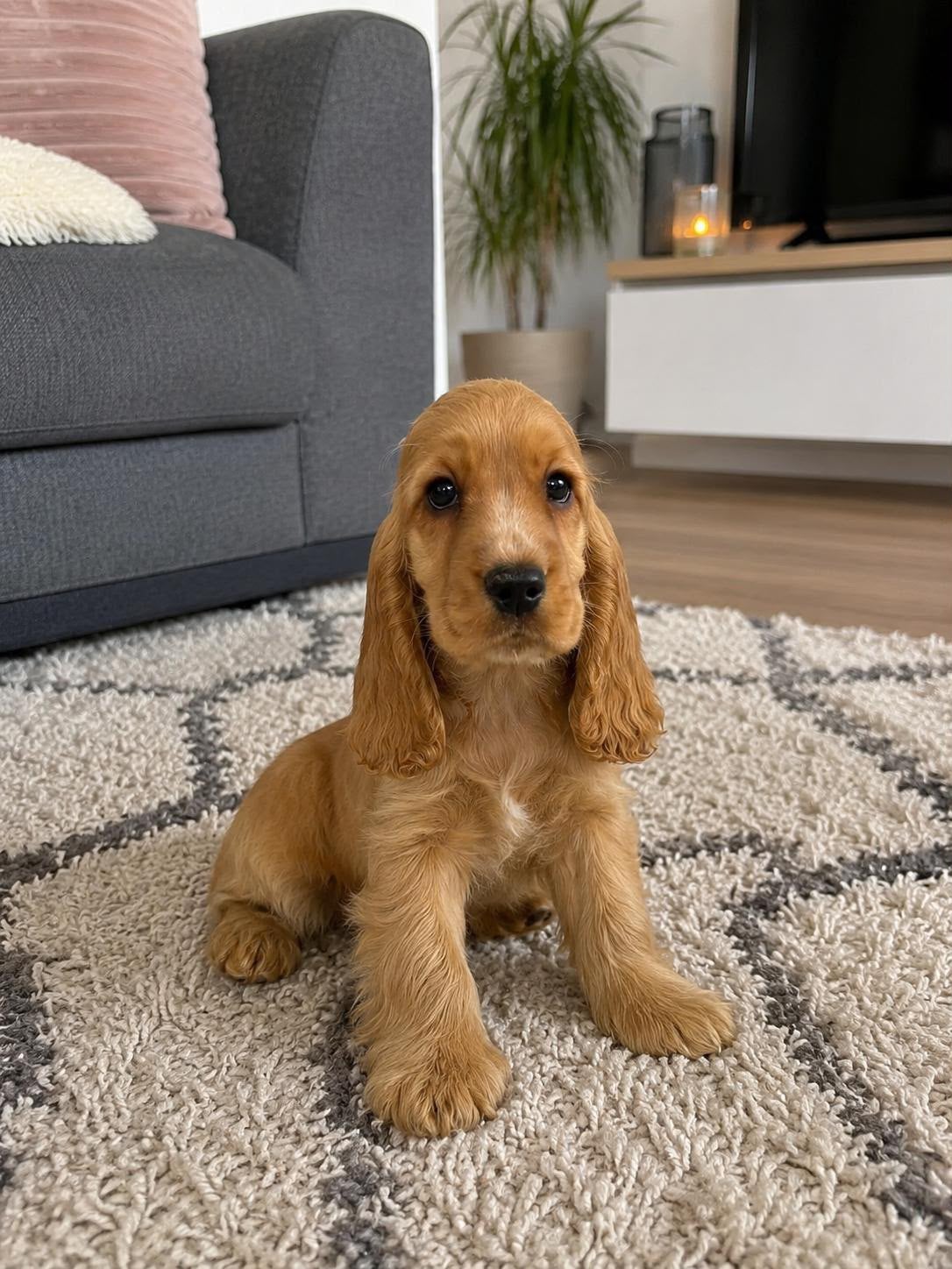 Cocker spaniël pup, 15 weken tot 1 jaar, Reu, Parvo, Eén hond