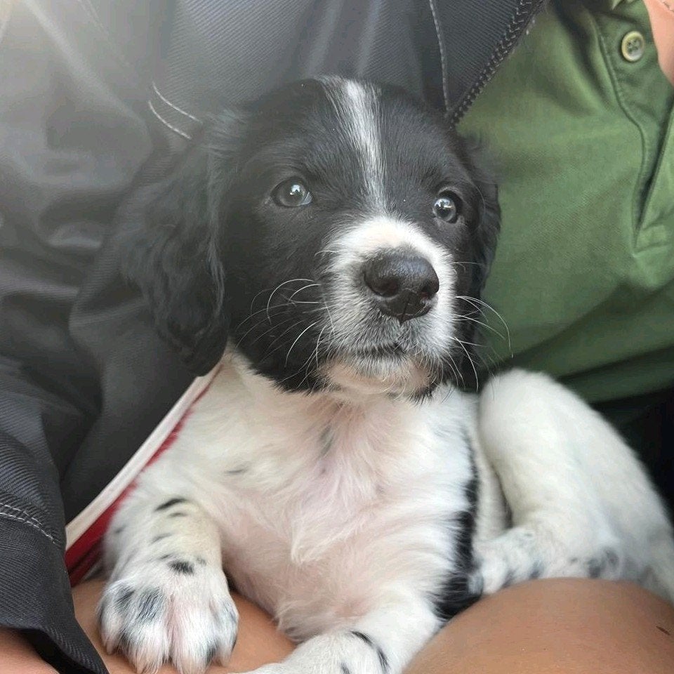 Unieke kruising friese stabij x duitse staande korthaar  pup, 8 tot 15 weken, Meerdere, Meerdere dieren, Middel