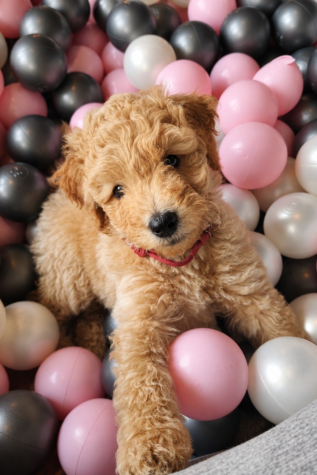 Medium Bernedoodle pups | 7 weken | Bijna verhuis klaar., Overige rassen, CDV (hondenziekte), 8 tot 15 weken, Meerdere