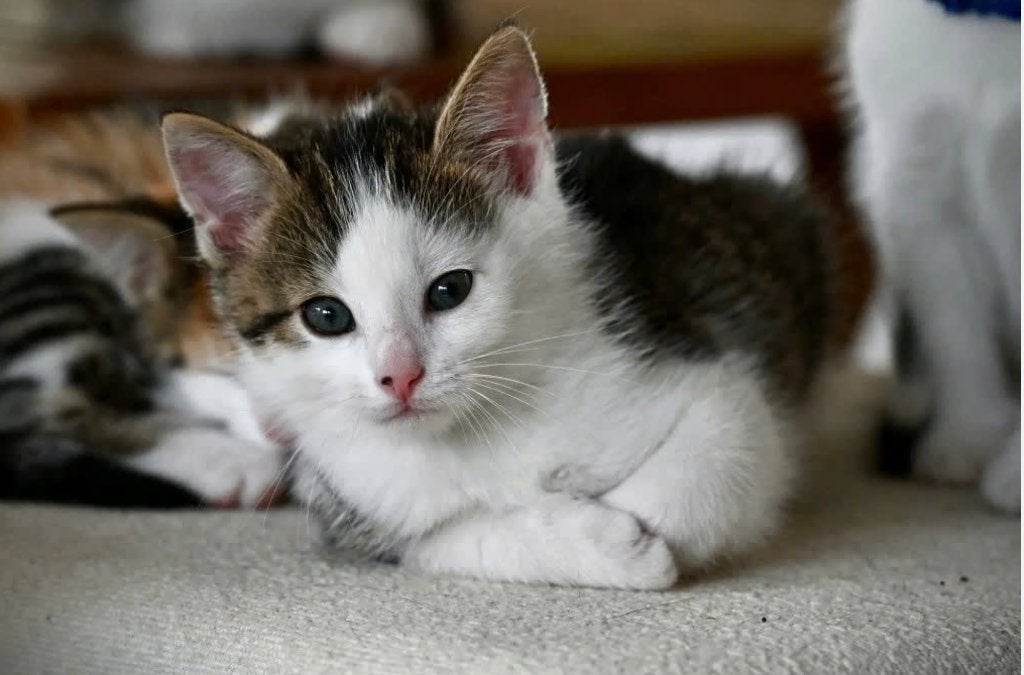 Kittens, Meerdere dieren, Kortharig, 0 tot 2 jaar