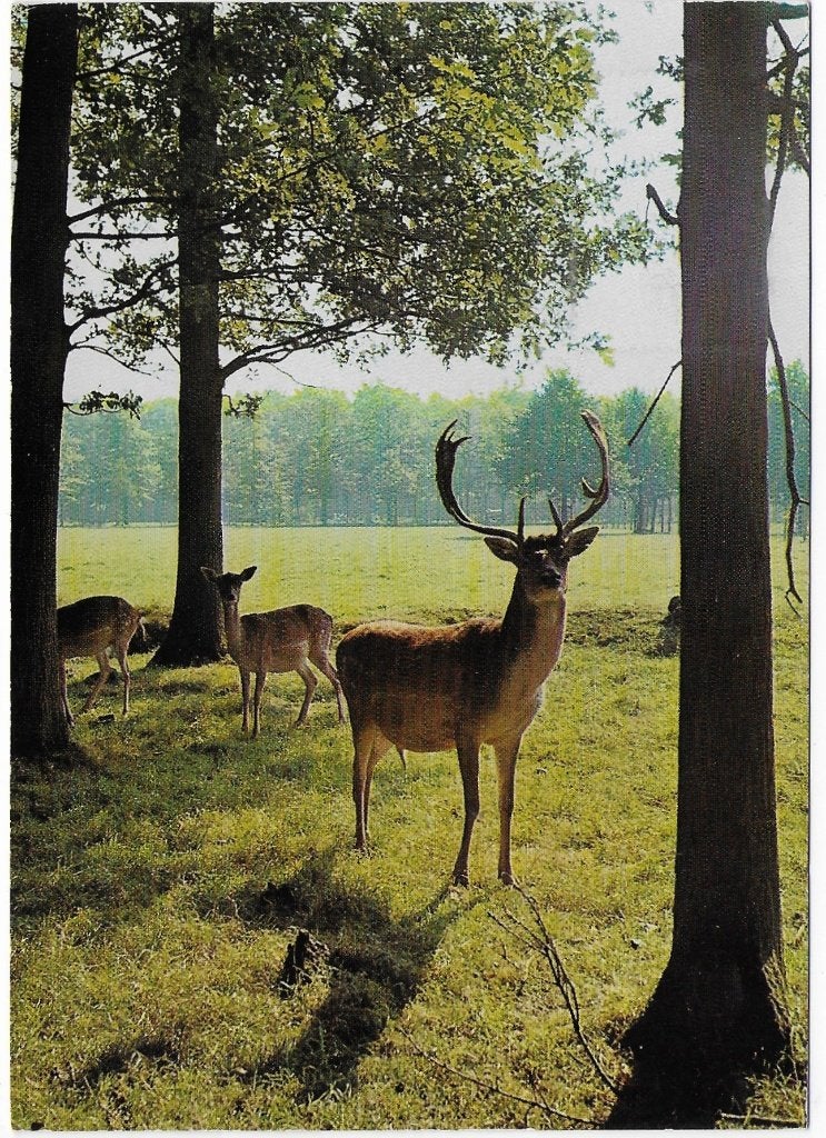 Ermelo Gelopen Ansichtkaart ( B5752), Ophalen of Verzenden, 1980 tot heden, Gelopen, Gelderland