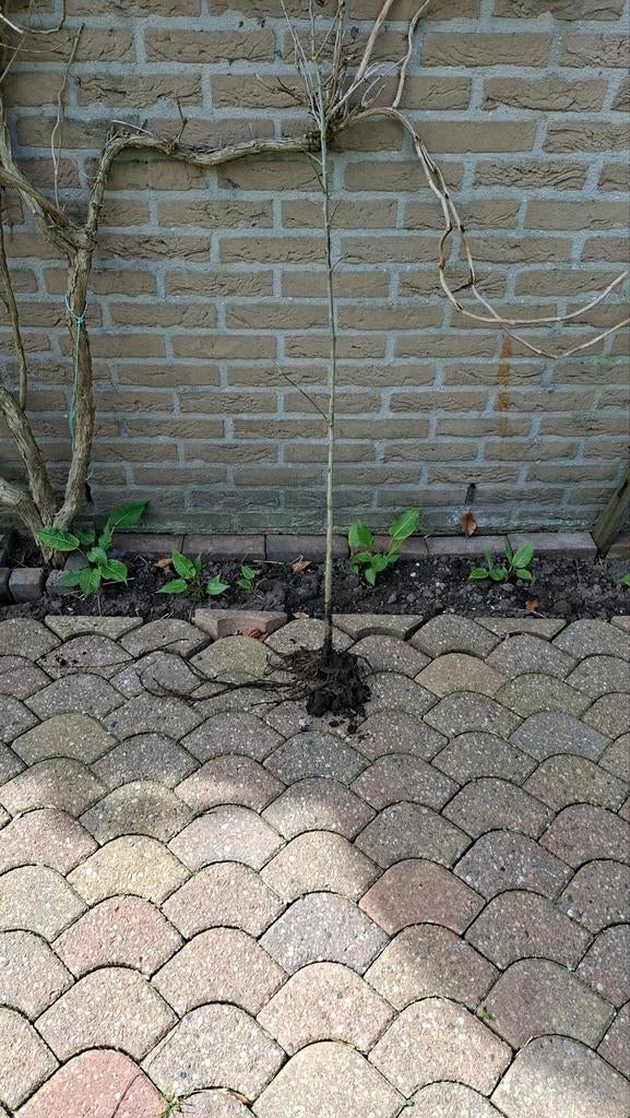 hibiscus, Overige soorten, Volle zon, Ophalen of Verzenden, Tweejarig