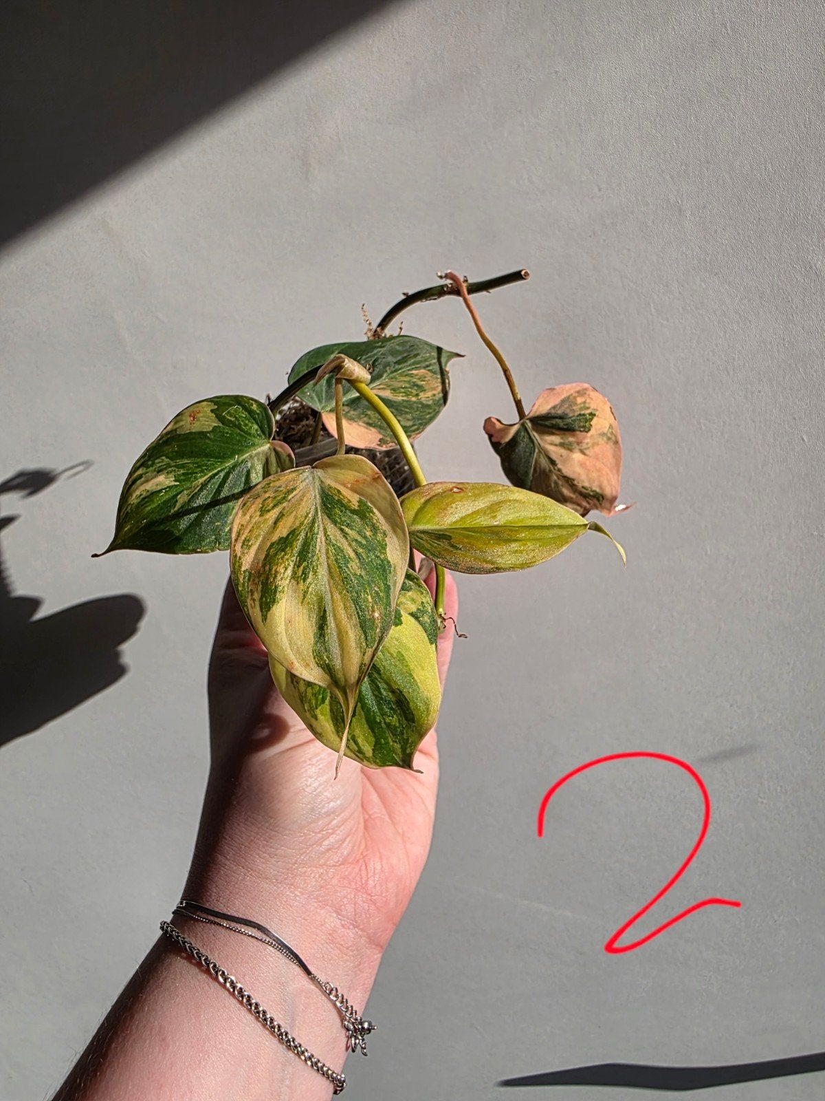 Philodendron micans pink varigata, Huis en Inrichting, Kamerplanten, Ophalen of Verzenden, Halfschaduw, Minder dan 100 cm