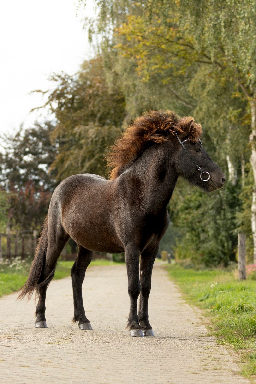 Veelbelovende jonge IJslander hengst, Hengst, C pony (1.27m tot 1.37m), Met stamboom, 3 tot 6 jaar