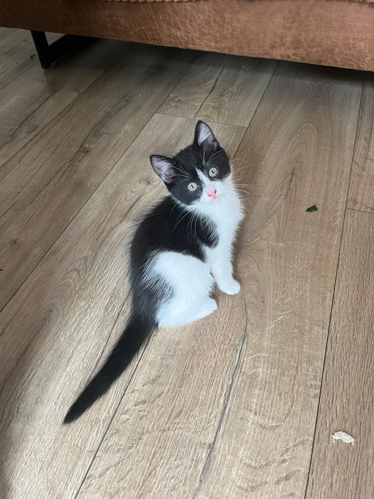 Lief katertje nu 8 weken, Kater