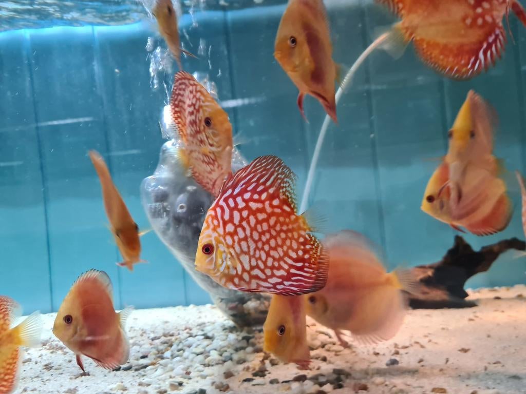 Pigeon Red Checkerboard Discus, Sympysodon Discus, Dieren en Toebehoren, Vissen | Aquariumvissen, Vis, Zoetwatervis