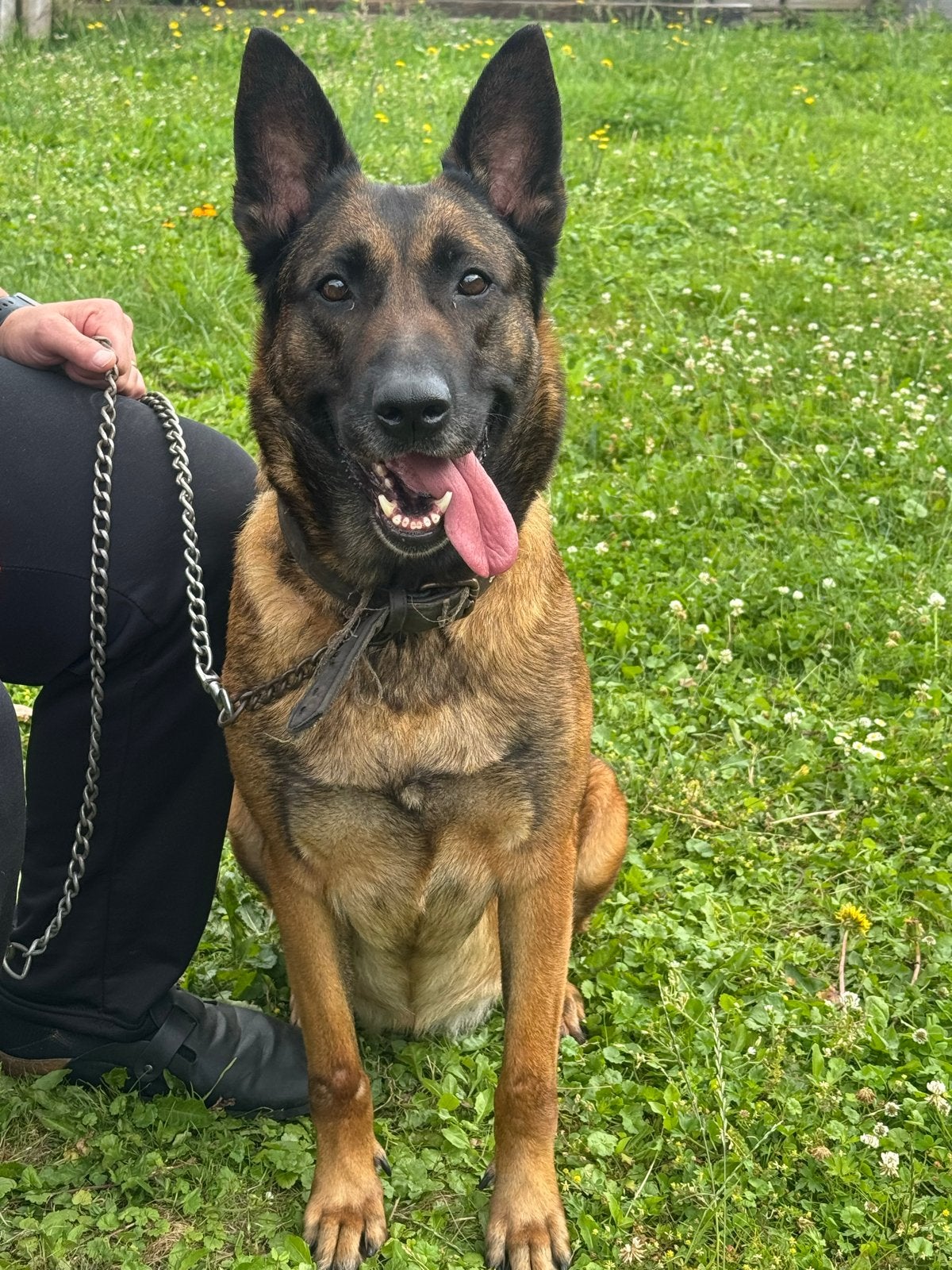 mechelse herder, Dieren en Toebehoren, Teef, Eén hond, CDV (hondenziekte), 3 tot 5 jaar