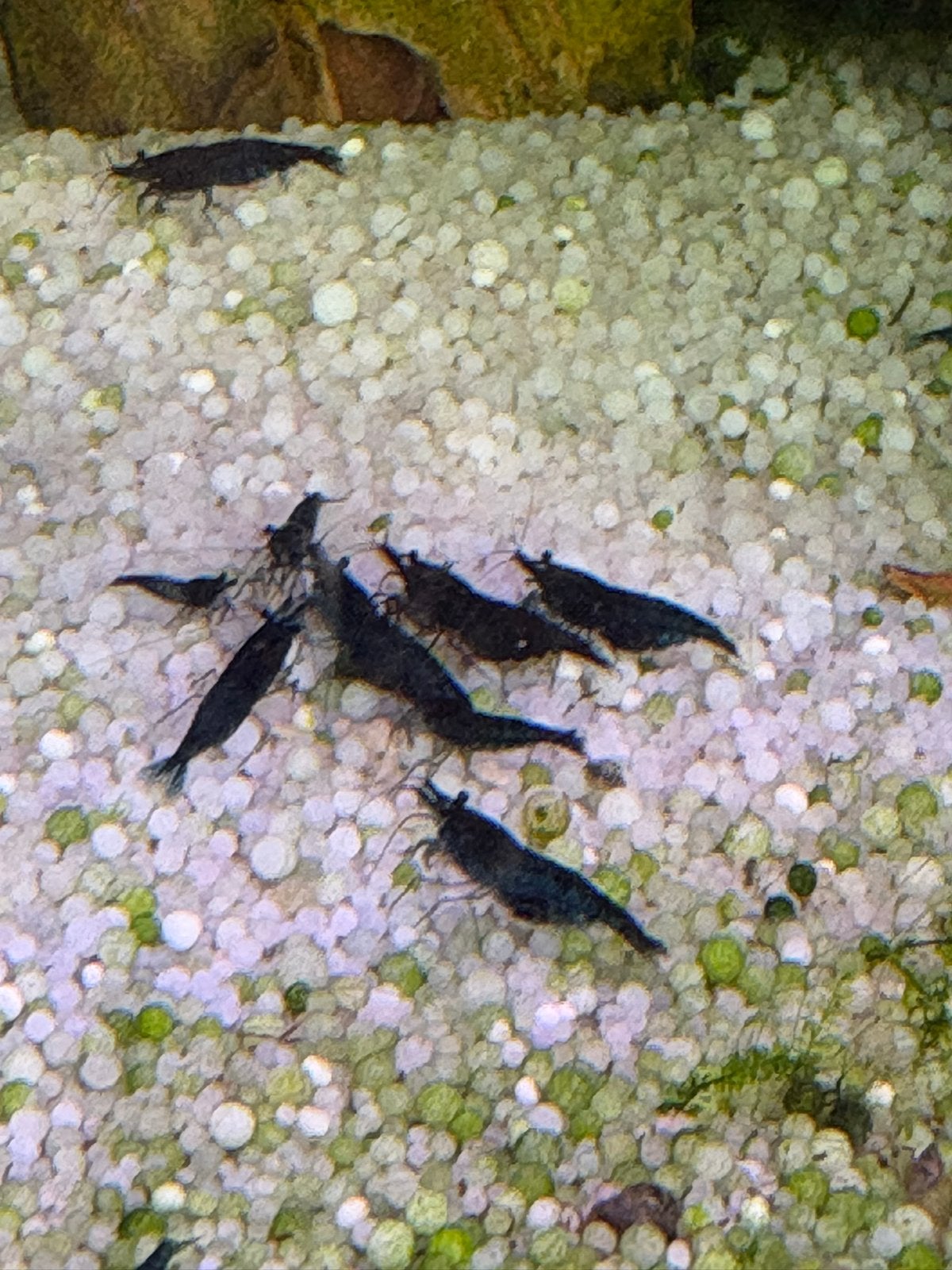 Prachtige donkerblauwe garnalen, eigen kweek, Dieren en Toebehoren, Vissen | Aquariumvissen, Kreeft, Krab of Garnaal, Zoetwatervis