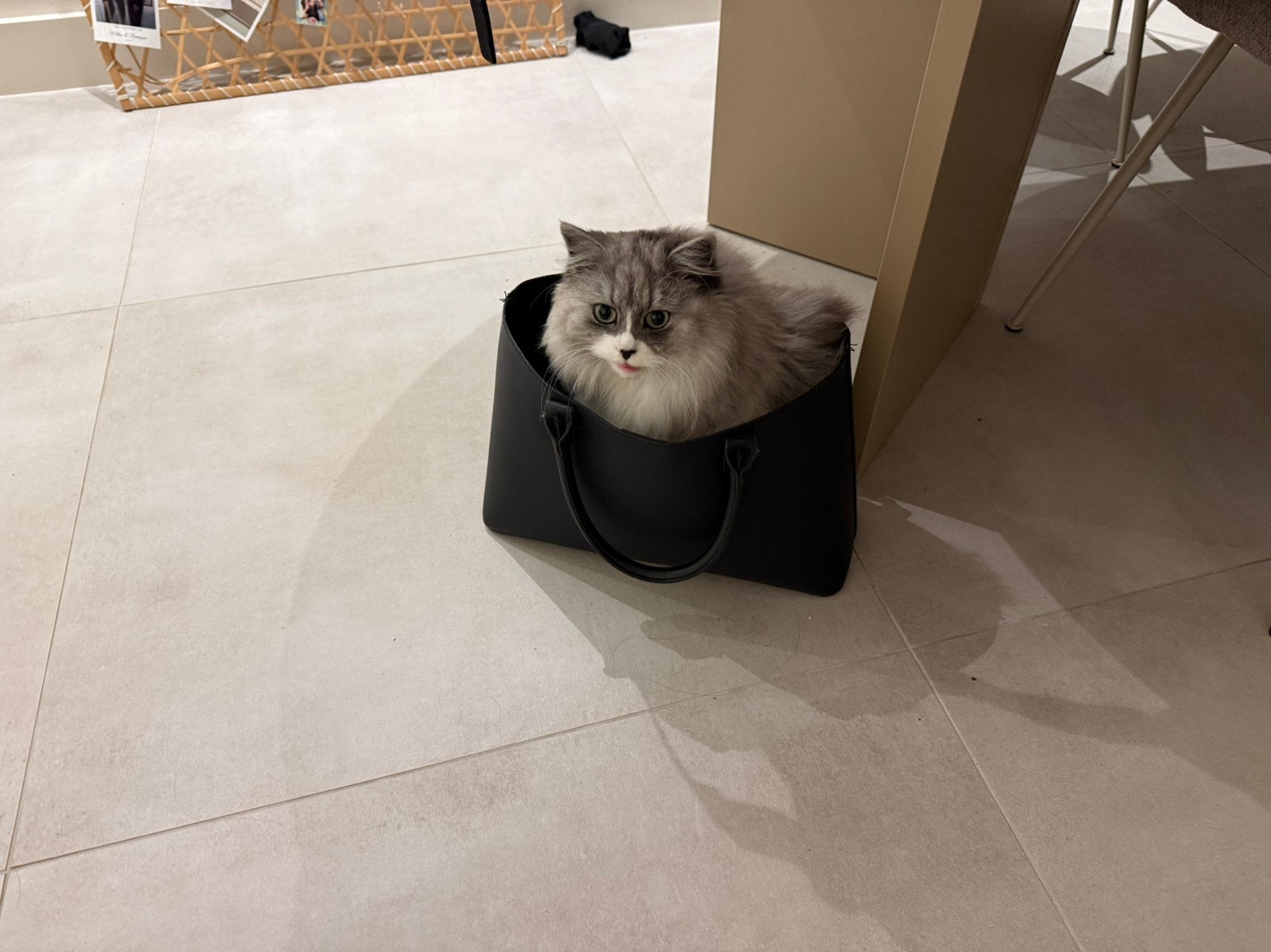 Oppas gezocht tegen vergoeding, Poes