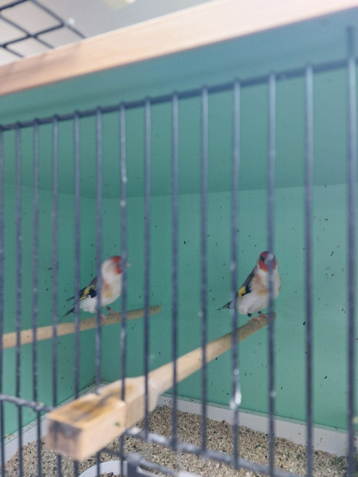 Koppel putters., Dieren en Toebehoren, Vogels | Overige Vogels, Meerdere dieren, Wildzangvogel