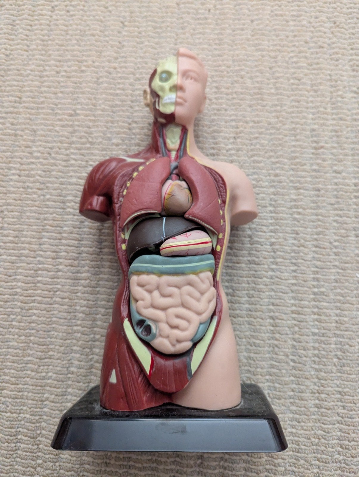 Menselijk Torso Model - Anatomie Educatief Model, Ophalen of Verzenden, Gebruikt