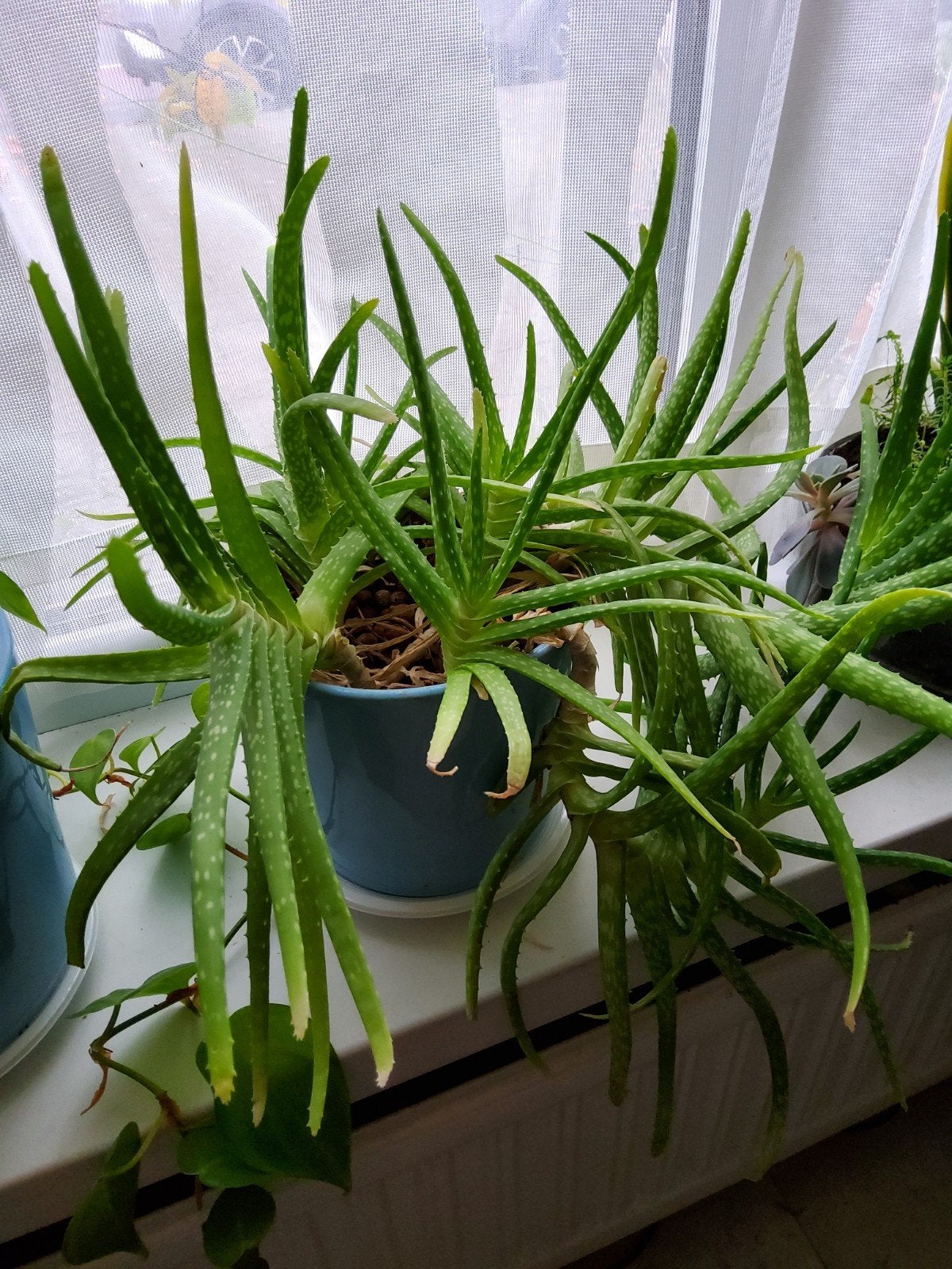 Grote Aloë Vera plant in pot - Perfect voor thuis!, Huis en Inrichting, Kamerplanten, Ophalen, Vetplant, In pot, Minder dan 100 cm