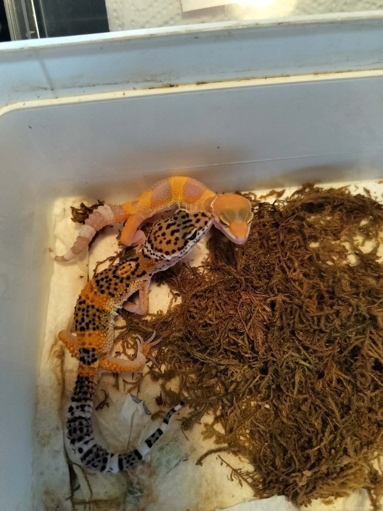luipaard gekko nakweek 2026, Hagedis, Tam, 0 tot 2 jaar