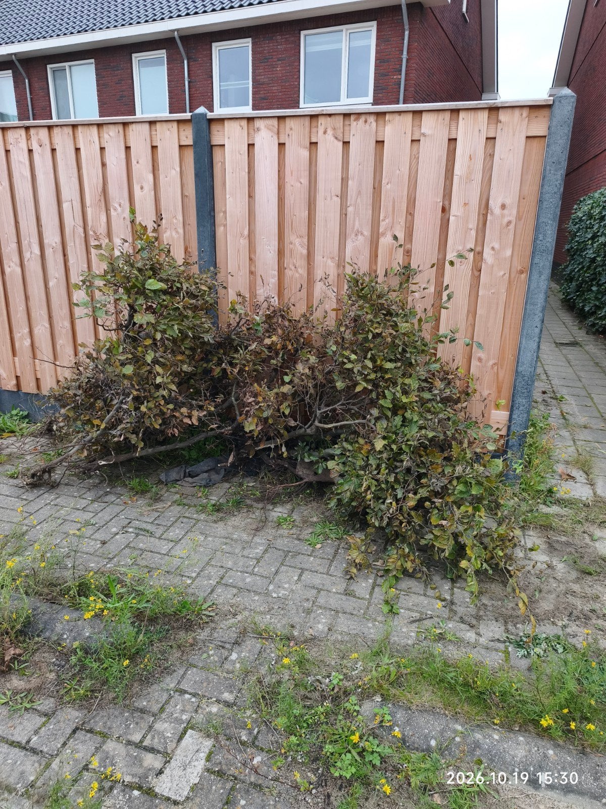 Gratis haag - 5 meter, Tuin en Terras, Ophalen, Overige soorten, Haag, 100 tot 250 cm