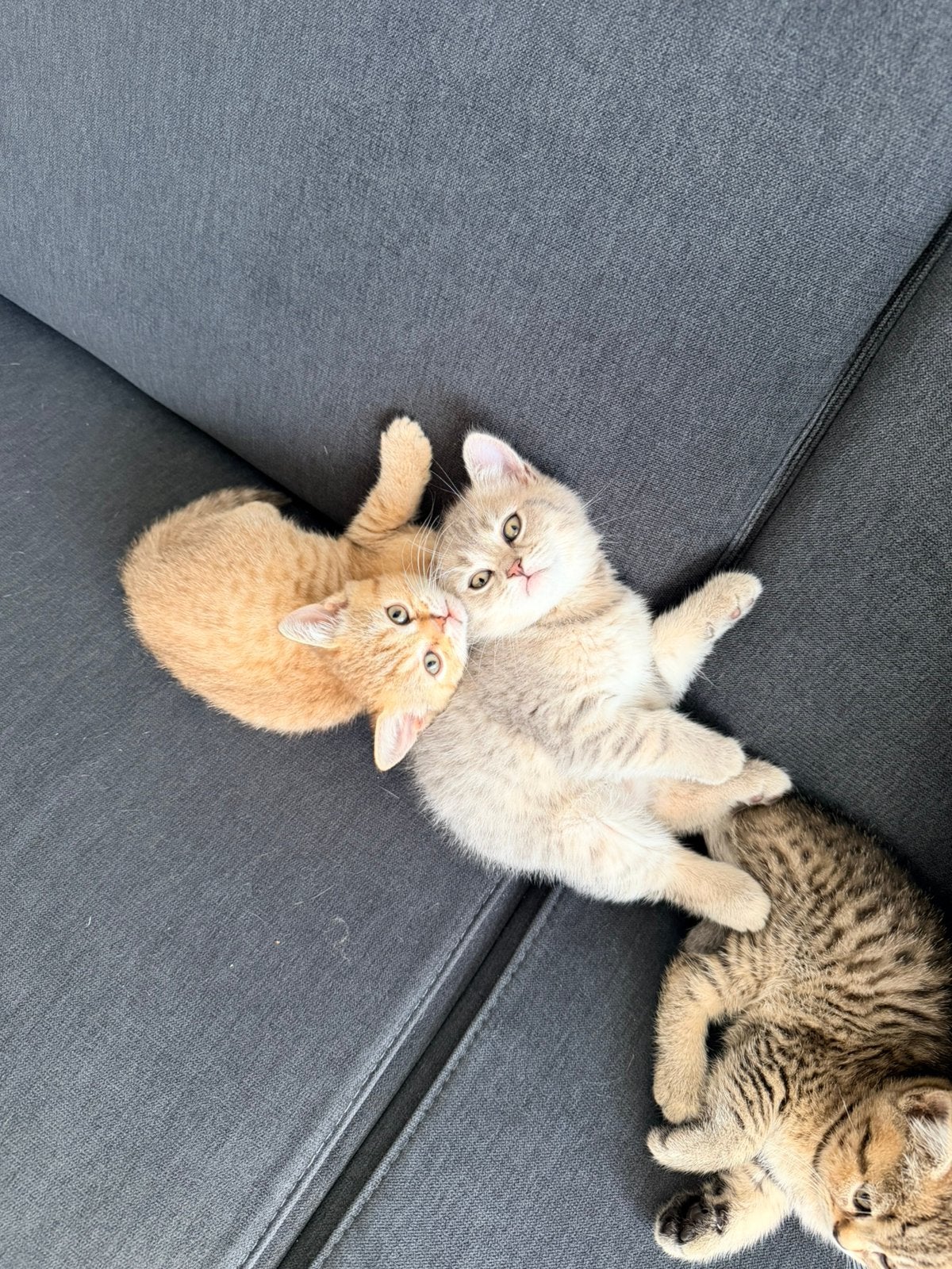 Prachtige en lieve Brits Korthaar kittens, Dieren en Toebehoren, Meerdere dieren, Ontwormd