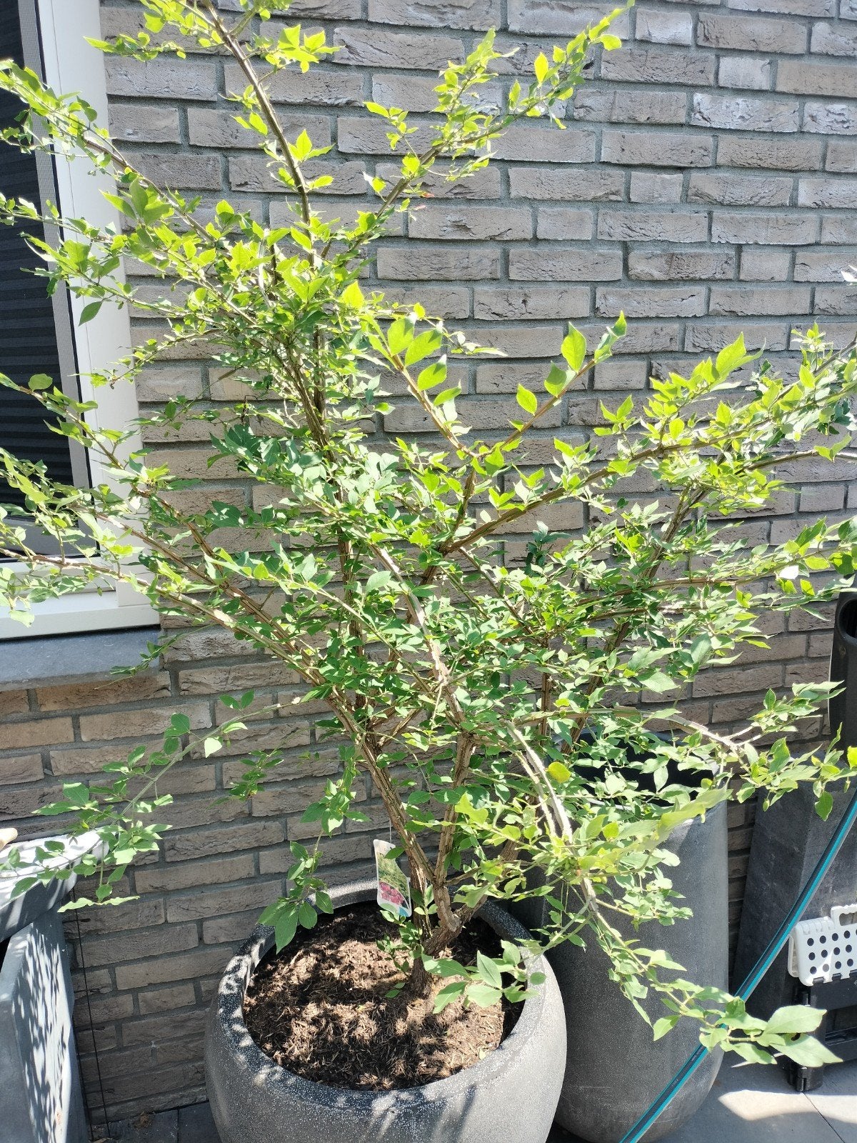 Euonymus alatus - Kardinaalsmuts, Ophalen of Verzenden