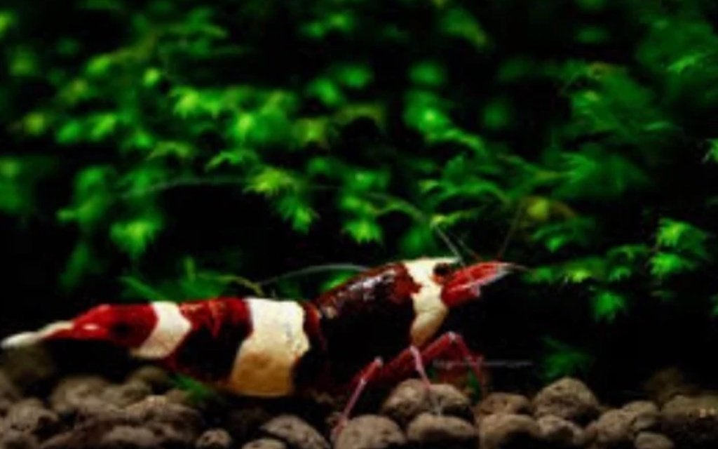 Red King Kong Shrimp (Caridina) op gewoon leidingwater!, Kreeft, Krab of Garnaal, Schoolvis