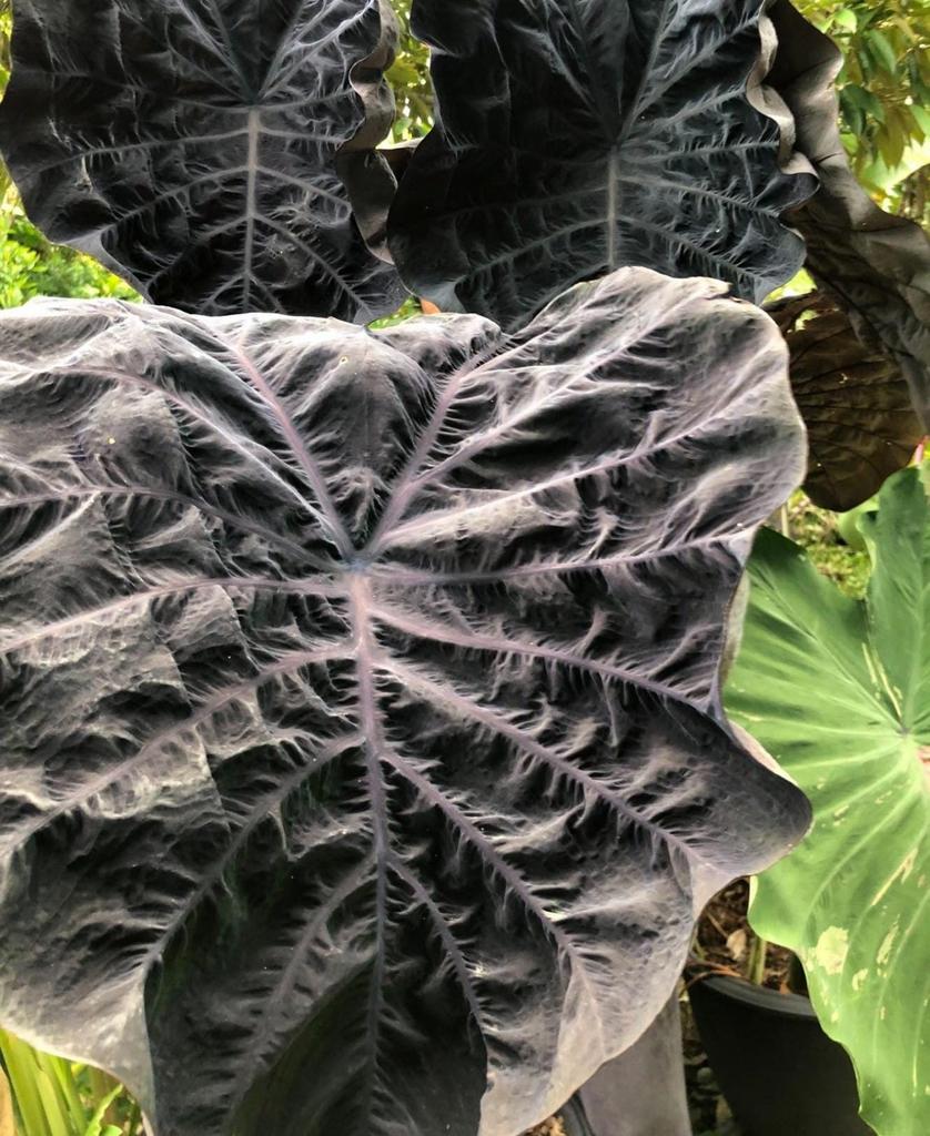 Gezocht colocasia phantom, Tuin en Terras, Planten | Tuinplanten, Ophalen of Verzenden, Overige soorten, Volle zon