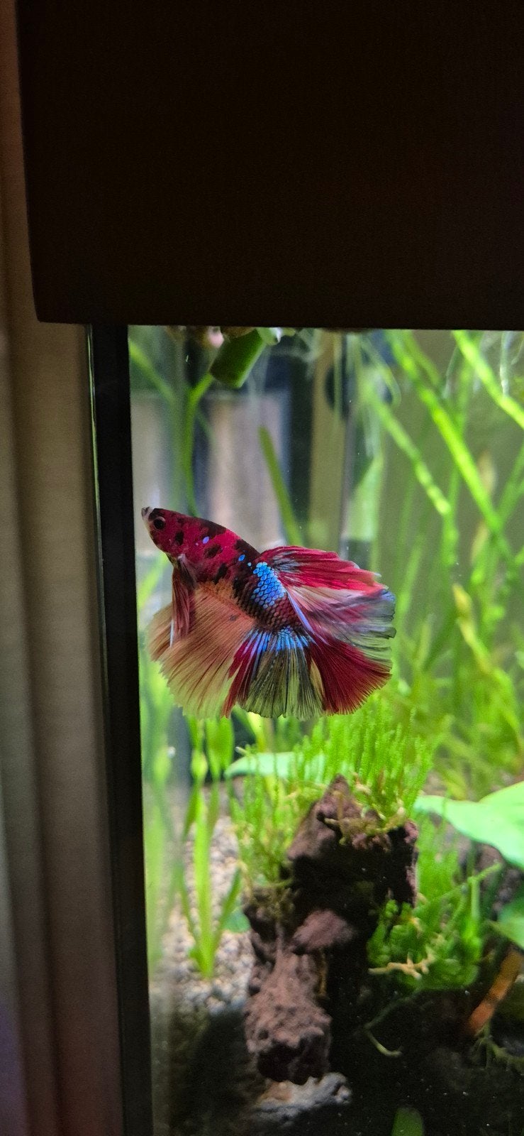 betta vis., Vis