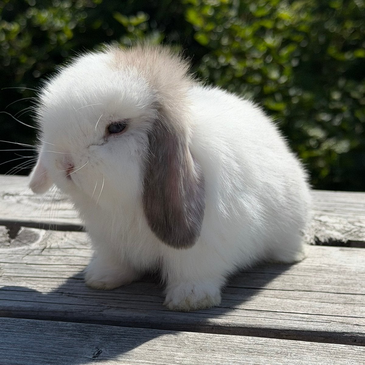 Super knappe Minilop/Teddy dwerg koppels, Dieren en Toebehoren, Konijnen, Meerdere dieren, Dwerg, Hangoor, 0 tot 2 jaar