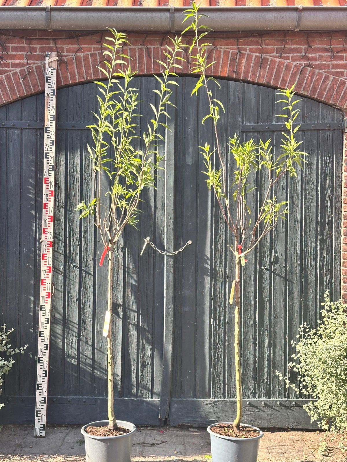 Halfstam amandelboom (Prunus amygdalus 'Supernova), Tuin en Terras, Ophalen, Volle zon, Overige soorten, 100 tot 250 cm