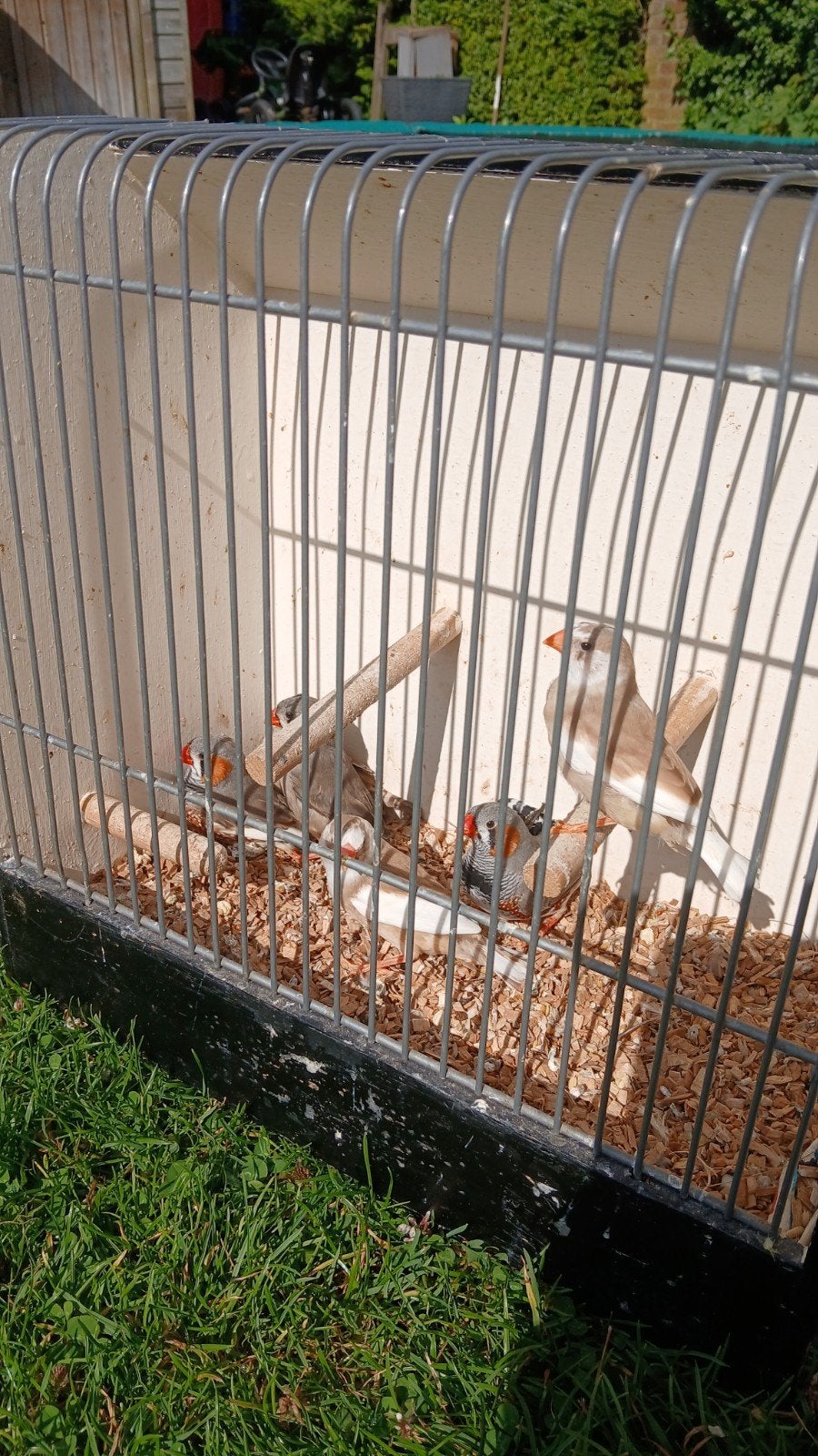 Zebravinken, Dieren en Toebehoren, Meerdere dieren, Tropenvogel, Geringd