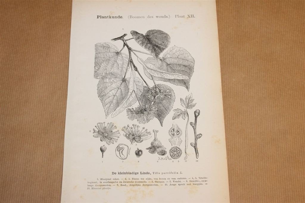 Antieke botanische prent - Linde - 1875 !!, Ophalen of Verzenden, Voor 1940, Gebruikt, Overige onderwerpen