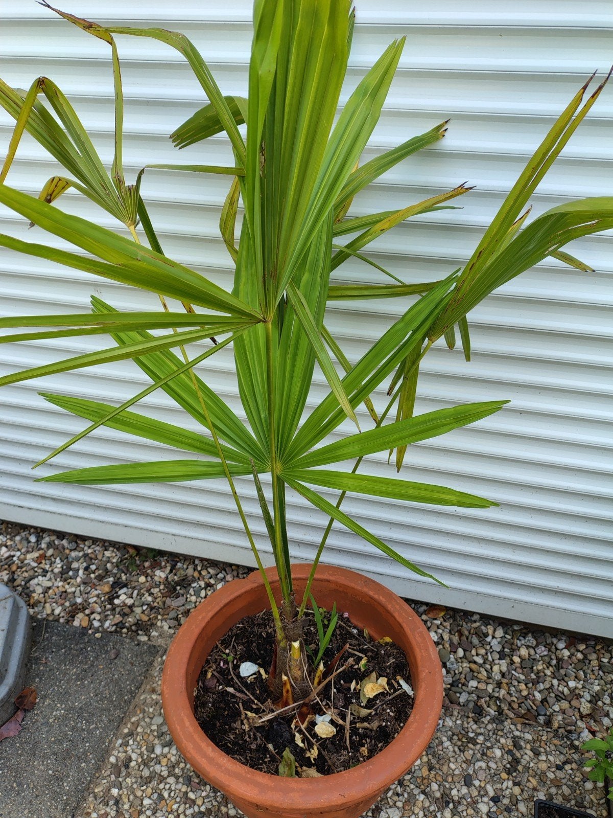 Trachycarpus Fortunei - Winterharde Palmboom,85 cm, Ophalen, Overige soorten, Volle zon