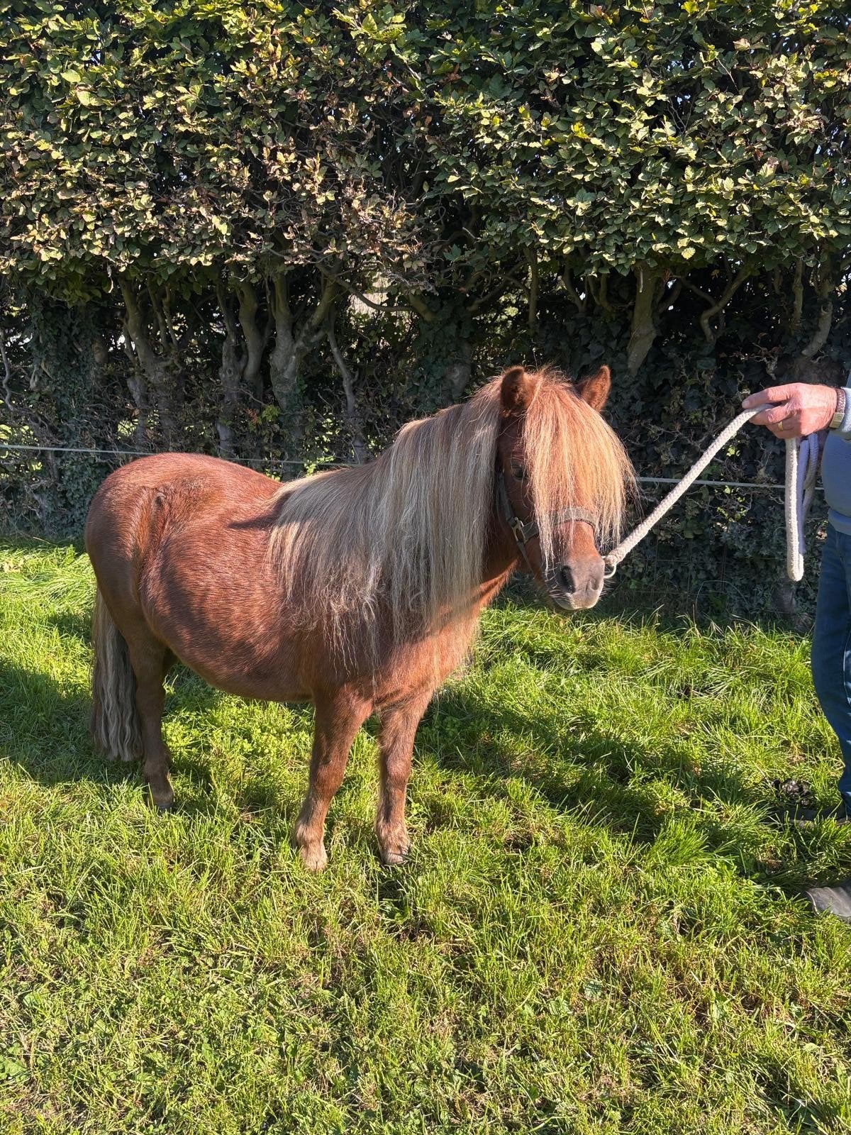 Shetland pony merrie, Merrie, A pony (tot 1.17m), Met stamboom, 3 tot 6 jaar