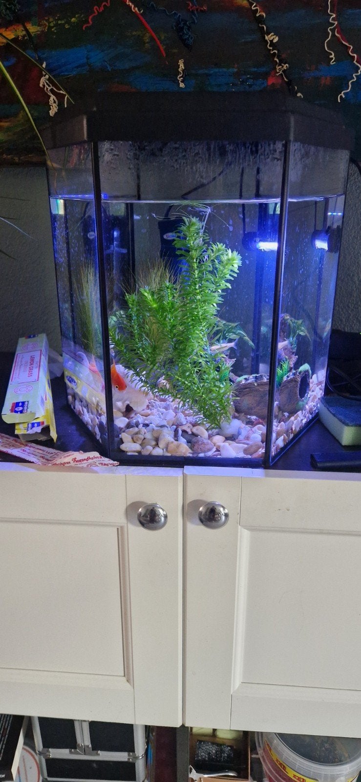 aquarium met benodigdheden, Dieren en Toebehoren, Vissen | Aquaria en Toebehoren, Ophalen