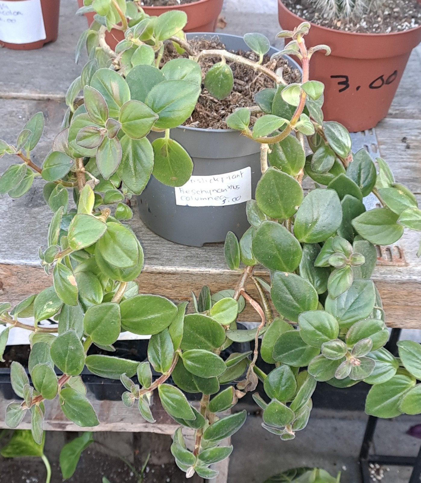 Lipstickplant oftewel Aeschynantus columneamn, Ophalen of Verzenden, Halfschaduw, Minder dan 100 cm