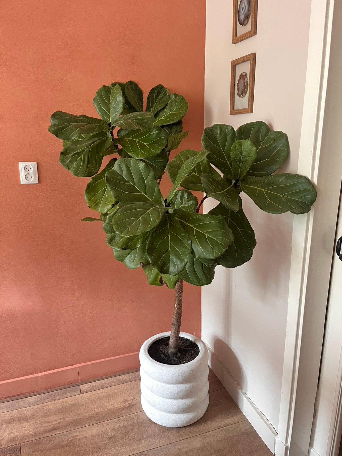 Ficus Lyrata vertakt op stam, Huis en Inrichting, Ophalen, Ficus, 100 tot 150 cm, Halfschaduw