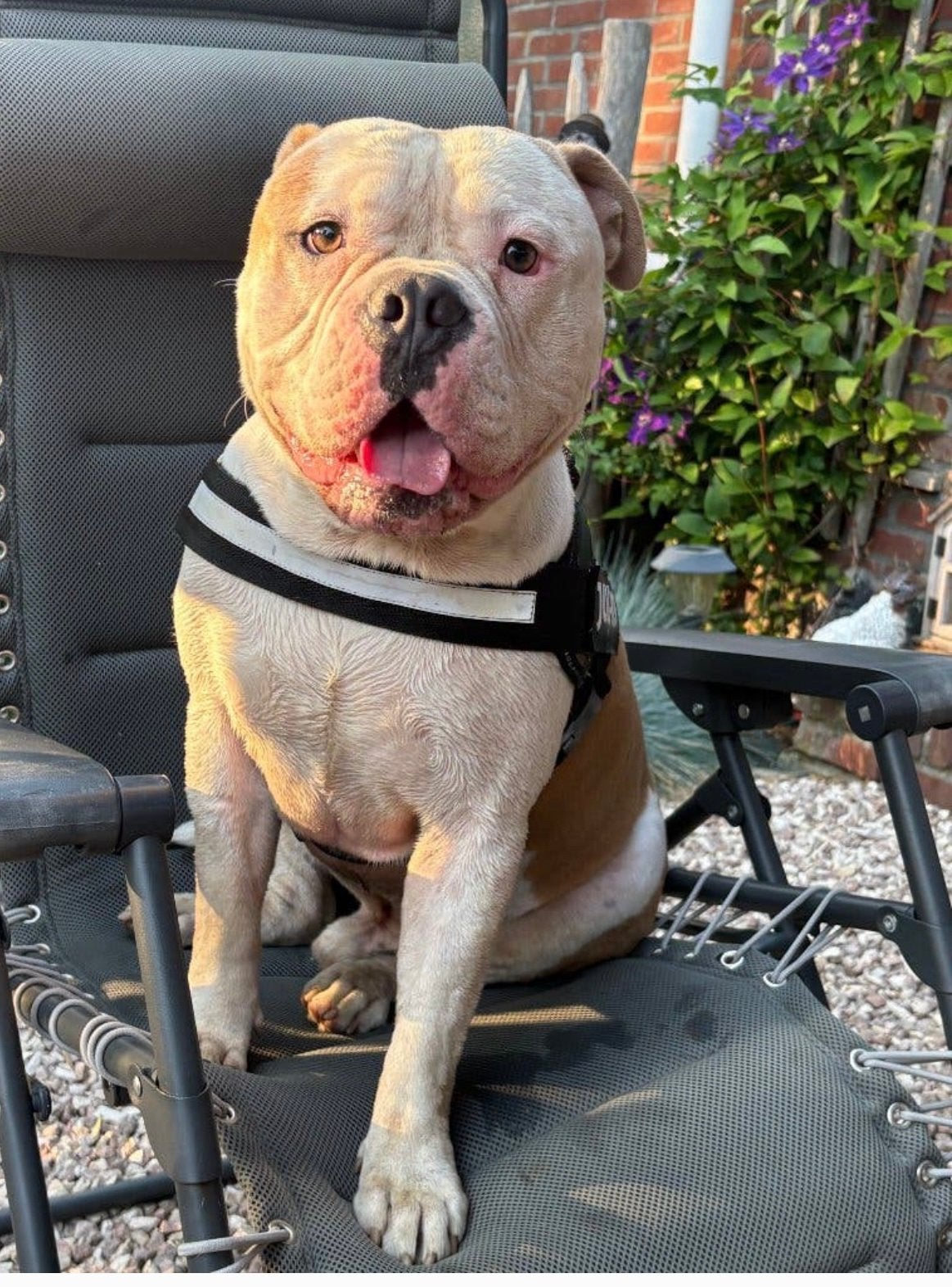 Amerikaanse bully, Dieren en Toebehoren, Reu, 1 tot 2 jaar, Bulldog, Eén hond