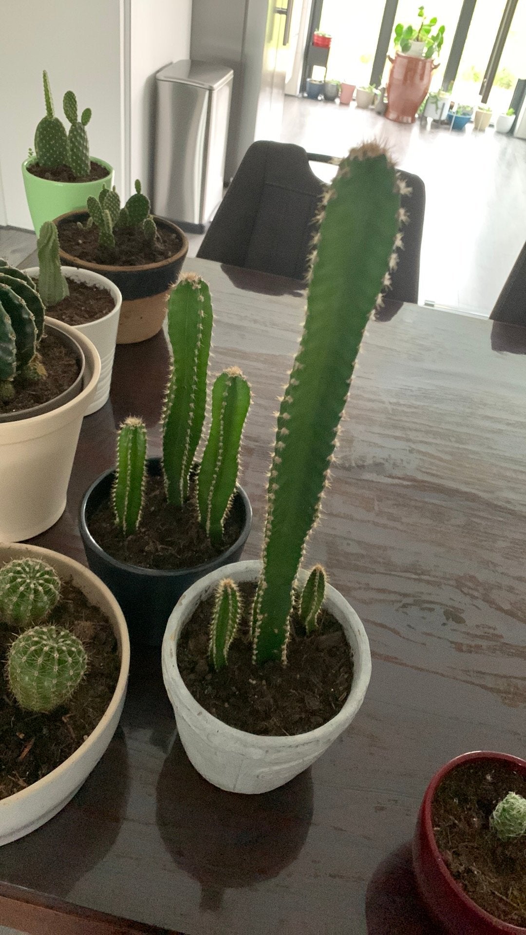 Cactus planten per pot €8, Huis en Inrichting, Ophalen, Cactus, Volle zon, Minder dan 100 cm
