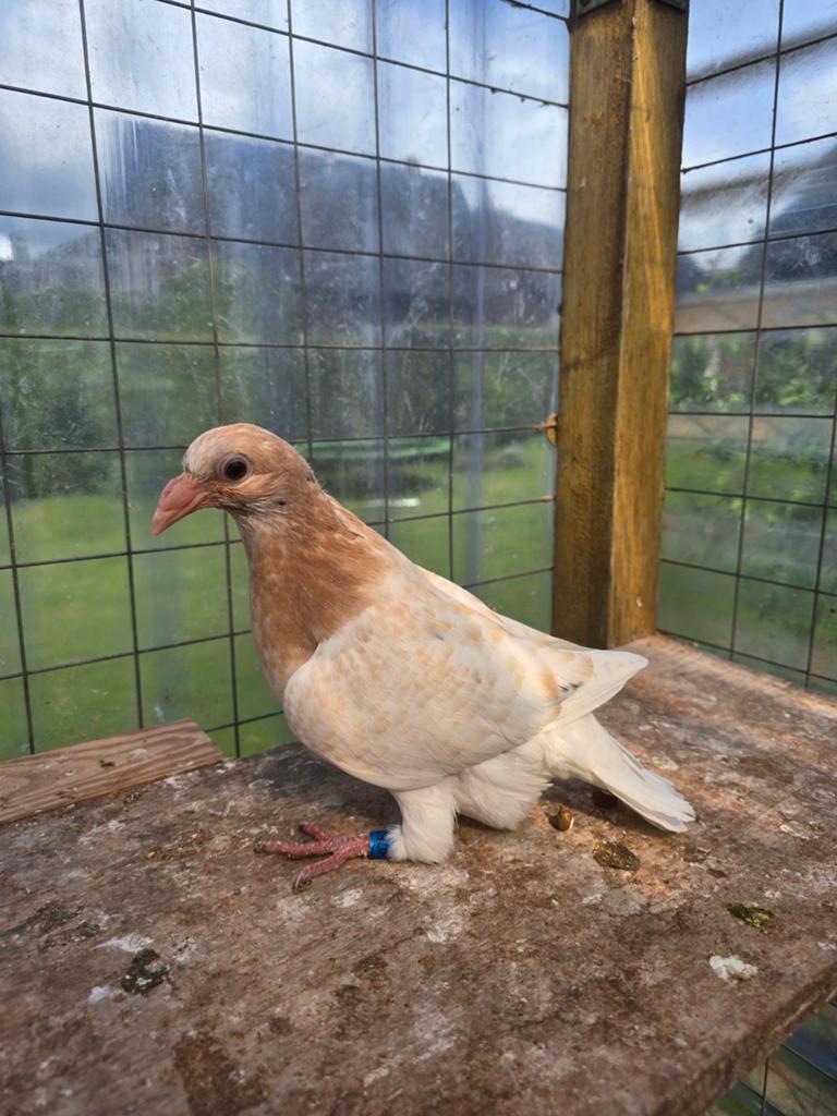 Almond postduiven duiven te koop, Dieren en Toebehoren, Vogels | Duiven, Meerdere dieren, Postduif