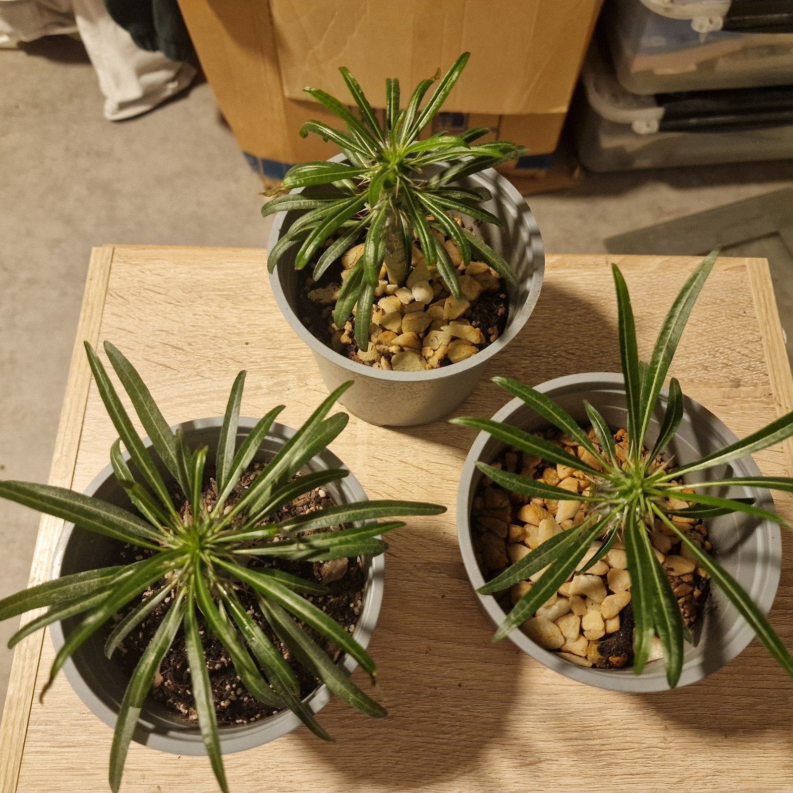 Pachypodium Geayi - 1 jaar oude, gezonde plantjes, Huis en Inrichting, Ophalen, Cactus, Minder dan 100 cm, Bloeiende kamerplant