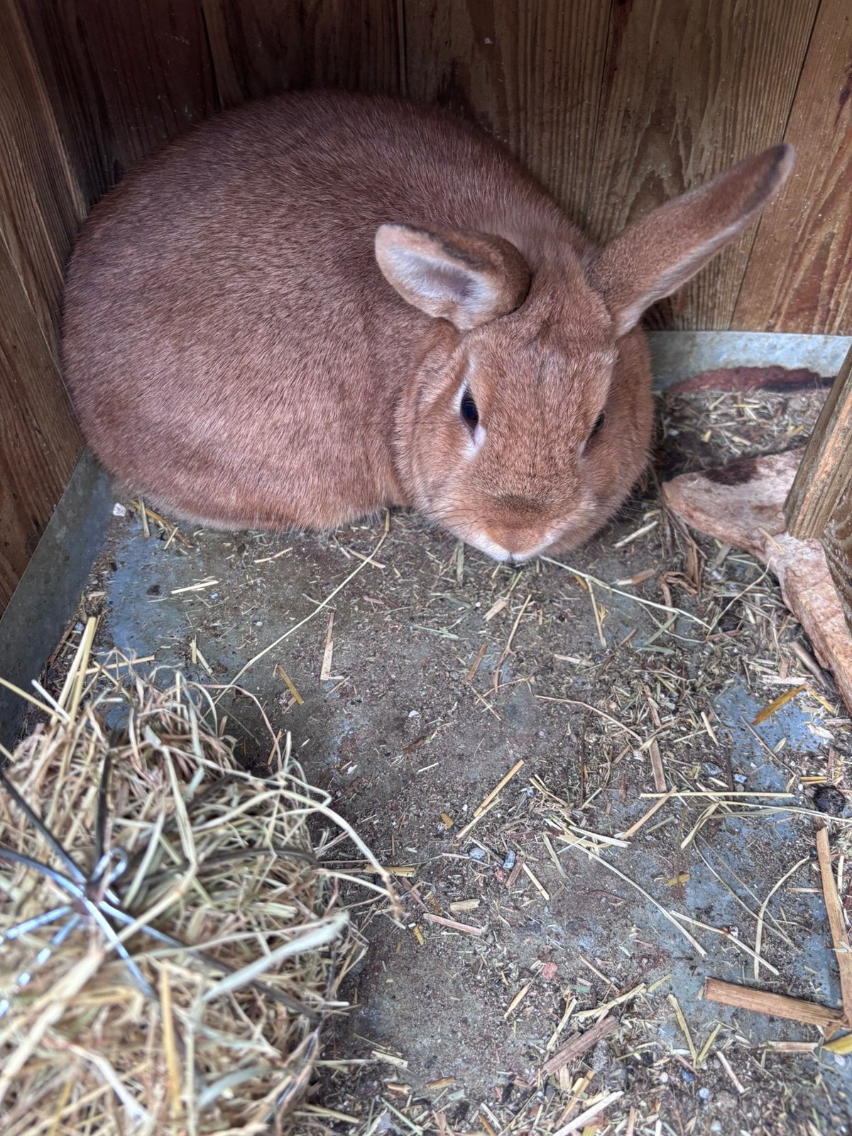Konijnen, Dieren en Toebehoren, Konijnen, Vrouwelijk