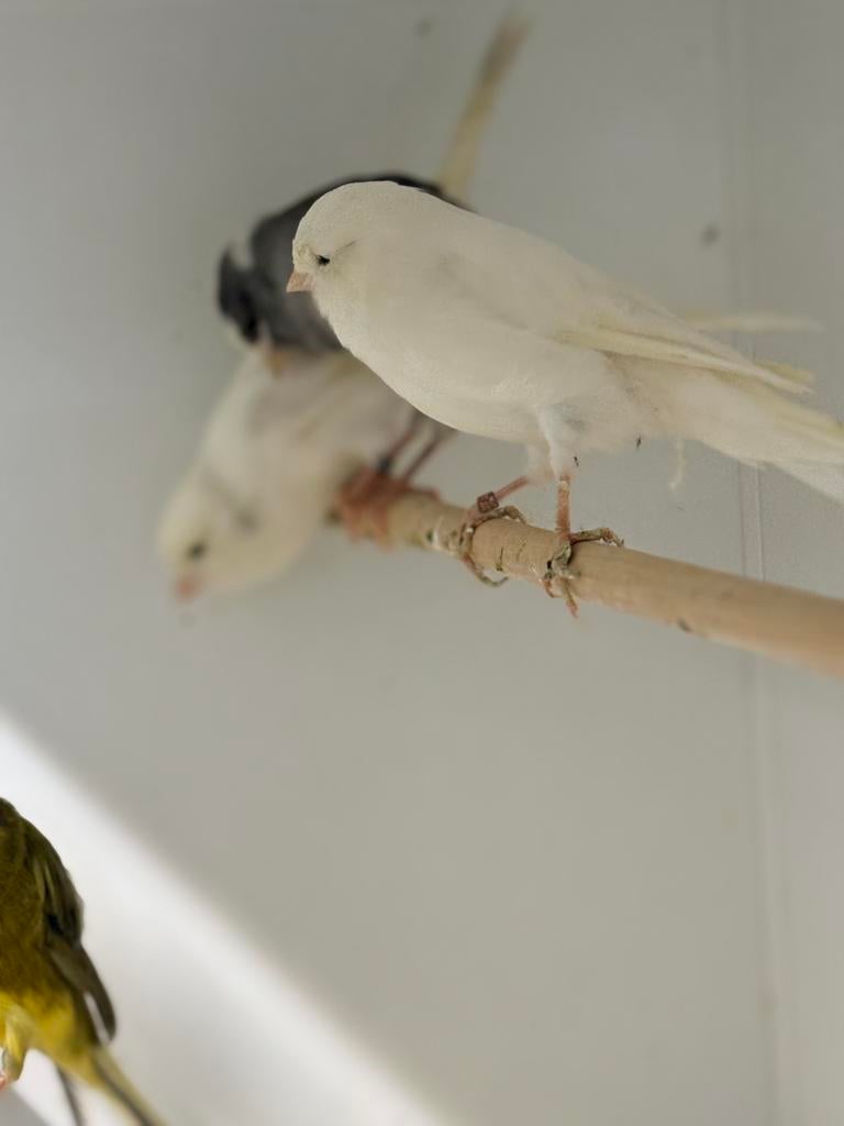 Te koop Yorkshire kanaries, Dieren en Toebehoren, Vogels | Kanaries, Meerdere dieren, Postuurkanarie