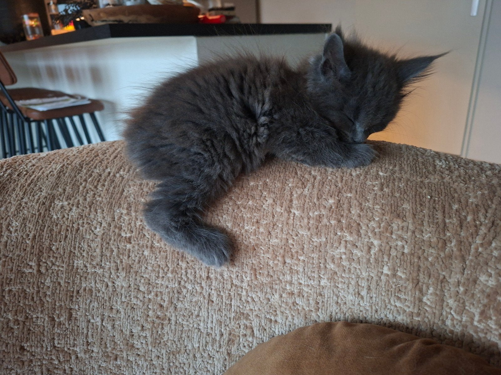 meancoon kittens 2 vrouwtjes,solit bleu, Dieren en Toebehoren, Poes