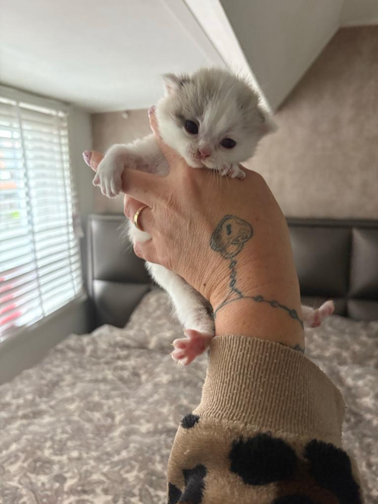 Prachtige kittens half persisch gereserveerd, Dieren en Toebehoren, Katten en Kittens | Overige Katten, Poes