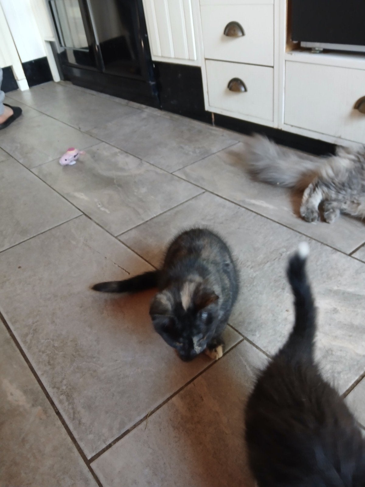 Maine coon kittens, Dieren en Toebehoren