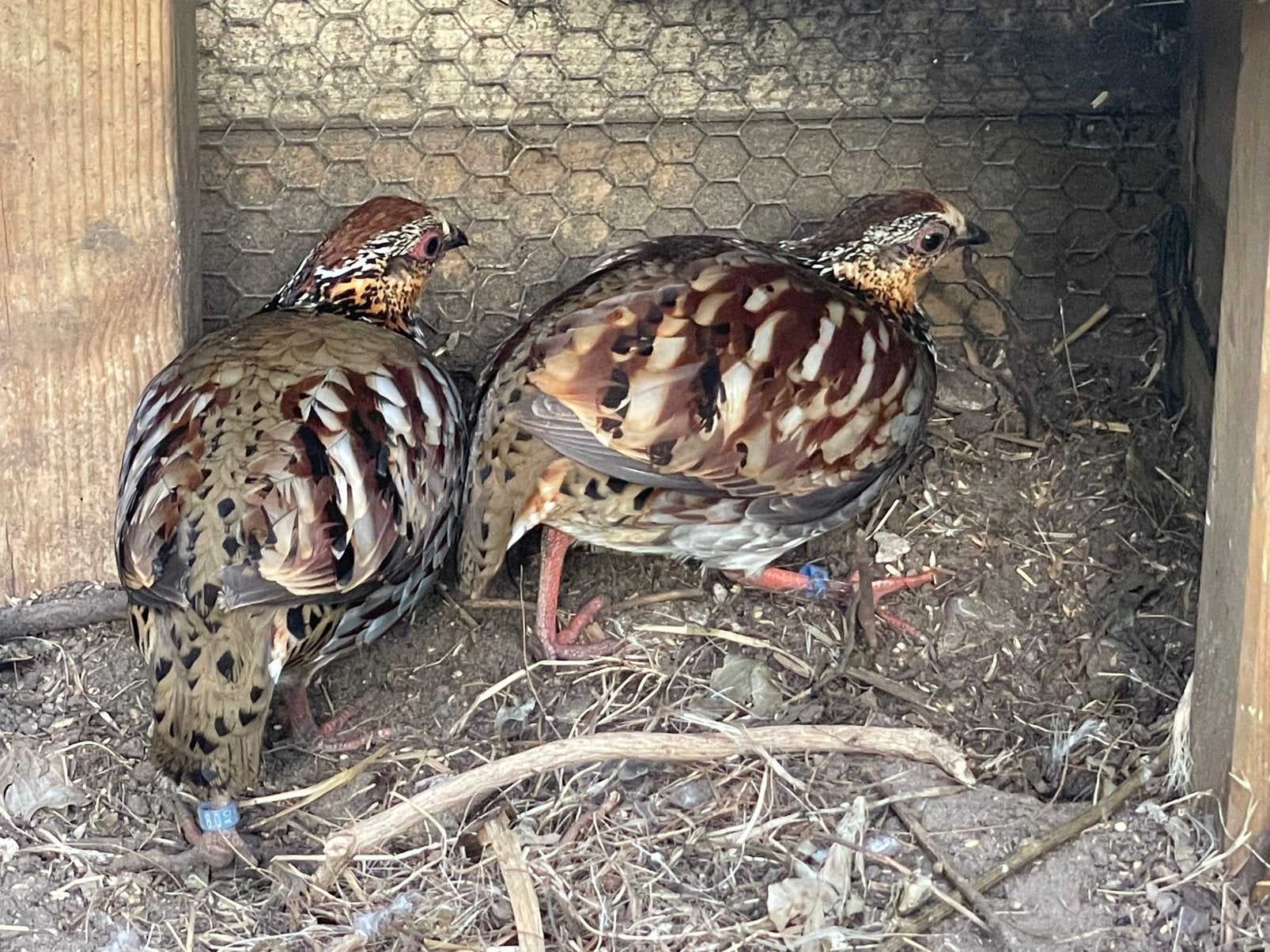 Rickett Bospatrijs, Dieren en Toebehoren, Meerdere dieren