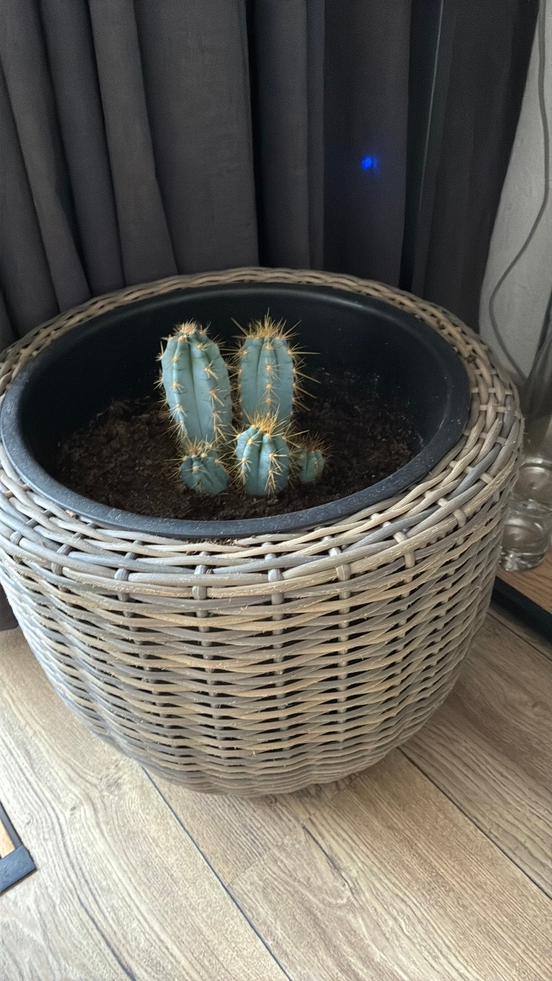 Blauwe zuilcactus, Ophalen, Halfschaduw, Minder dan 100 cm, Groene kamerplant