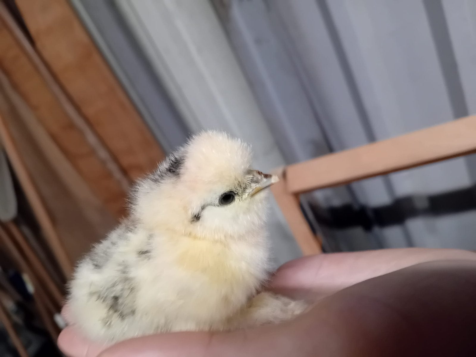 Kuikentjes USA Zijdehoen & broedeieren, Dieren en Toebehoren, Geslacht onbekend, Kip