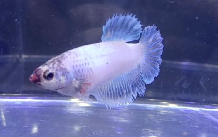 Diverse Betta's, Vis, Zoetwatervis